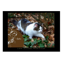 Explore Life Lessons From a Cat ACEO Art Cards Business Card Templates