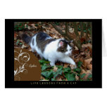 Explore Life Lessons From a Cat Card