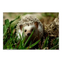 Explorer poster posters by hedgehogworld Explorer poster posters