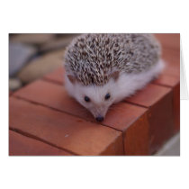 Exploring hedgehog card