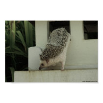 exploring hh poster posters by hedgehogworld exploring hh poster posters
