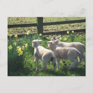 Exploring the Daffodils! three lambs on the run postcard