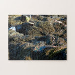 'Exposed Kelp in Acadia' Puzzles