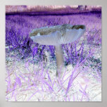 Exposed Mushroom Poster