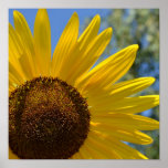 Express Love Sunflower Poster posters