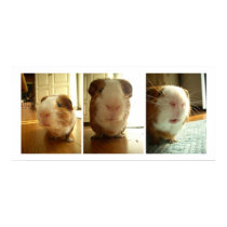 Expressions of a Guinea Pig posters by soyrwoo Expressions of a Guinea Pig posters