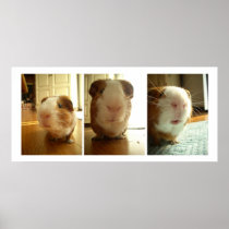 Expressions of a Guinea Pig Print