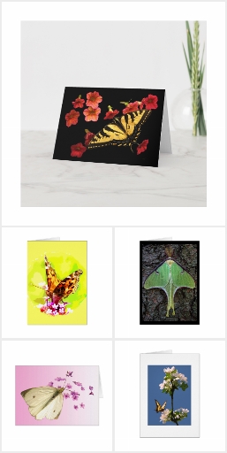 Exquisite Butterfly and Moth Blank Cards