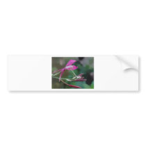 Exquisite In Pink Bumper Stickers