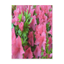 Exquisite pink flowers, postcard by design_girl Exquisite pink flowers, postcard