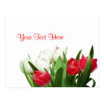 Exquisite Red and White Tulips Design Post Cards
