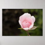 Exquisite Rose Picture - Fine Art Photography Poster