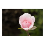 Extraordinary rose picture. A macro-photograph of a delicate, partially opened bud, of a single pink rose. Exquisite Rose Picture - Fine Art Photography Poster