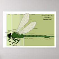 External Structure & Organization Female Dragonfly Posters