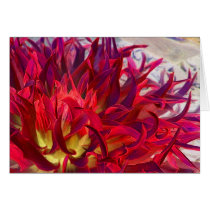 Exterra Dahlia cards by drthorpe Exterra Dahlia cards