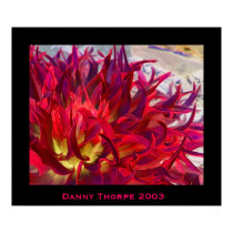 Exterra Dahlia posters by drthorpe Exterra Dahlia posters