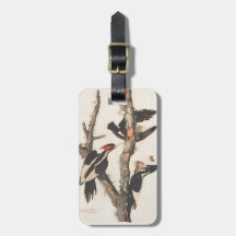 Extinct Birds: Audubon Ivory-Billed Woodpecker Tag For Luggage