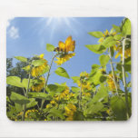 extra large bee on Sunflower Mousepad