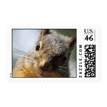 Extreme Closeup Squirrel Picture Stamps