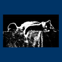 Extreme Contrast Cat posters