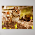 Extremely Cute Chipmunk Poster
