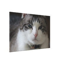 Extremely Photogenic Kitty Stretched Canvas Prints