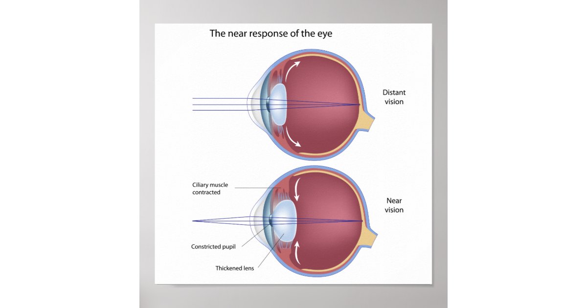 Eye adaptation to near vision Poster Zazzle