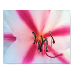 closeup, candy, striped, amaryllis, flower,