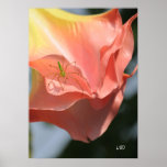 Eye Level Posters