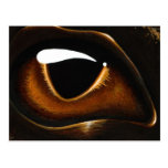 Eye Of Baby Bronze Postcard
