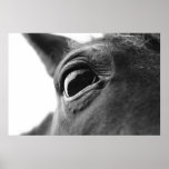 Eye of pony 1 posters