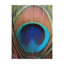 Eye of the Peacock Feather Close-Up Postcards