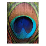 Eye of the Peacock Feather Close-Up postcards