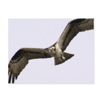 Eye of the Sea Hawk postcards