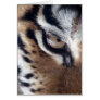 Eye of the Tiger Cards
