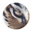 Eye of the Tiger magnets by deleas Eye of the Tiger magnets