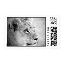 Eye Of The Tiger Postage Stamp