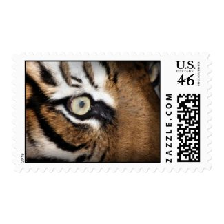 Eye Of The Tiger Postage Stamps