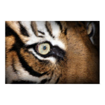 Eye of the tiger posters by Gallipoli15 Eye of the tiger posters