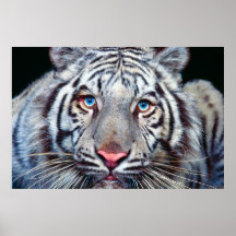 Eye Of The Tiger Poster