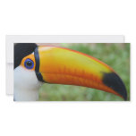 Eye of the Toucan Picture Card