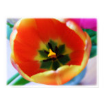 Eye of the Tulip Art Photo Print posters