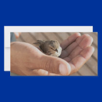 Eye on the Sparrow Christian Photo Card photo cards by ScenicEarthStudios Eye on the Sparrow Christian Photo Card photo cards