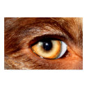 Eye posters by AngelPalazzo Eye posters