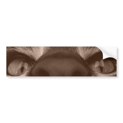 eye see you bumper stickers by M_Cavet