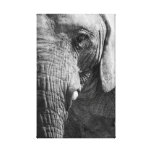 Eye Spy Canvas Print