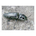 Eyed Elder Click Beetle Poster posters by CarolsCamera Eyed Elder Click Beetle Poster posters