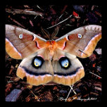 EyedMoth Print posters
