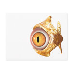 eyefish post cards