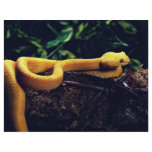 Eyelash viper, Mexico and California Flyer